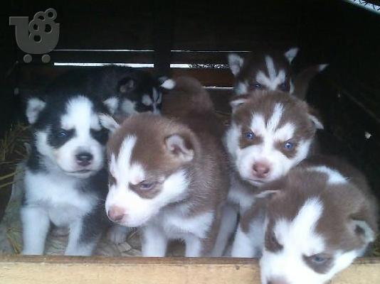 Kαλή τιμή!!!.Πουλάω όμορφα κουτάβια ράτσα SIBERIAN HUSKY - Σιβηριανος Χασκι -220 euro...
